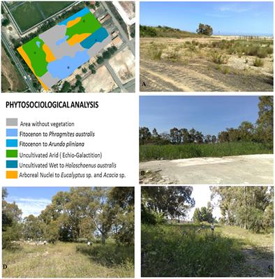 Enhancing Phytoextraction of HMs at Real Scale, by Combining Salicaceae Trees With Microbial Consortia